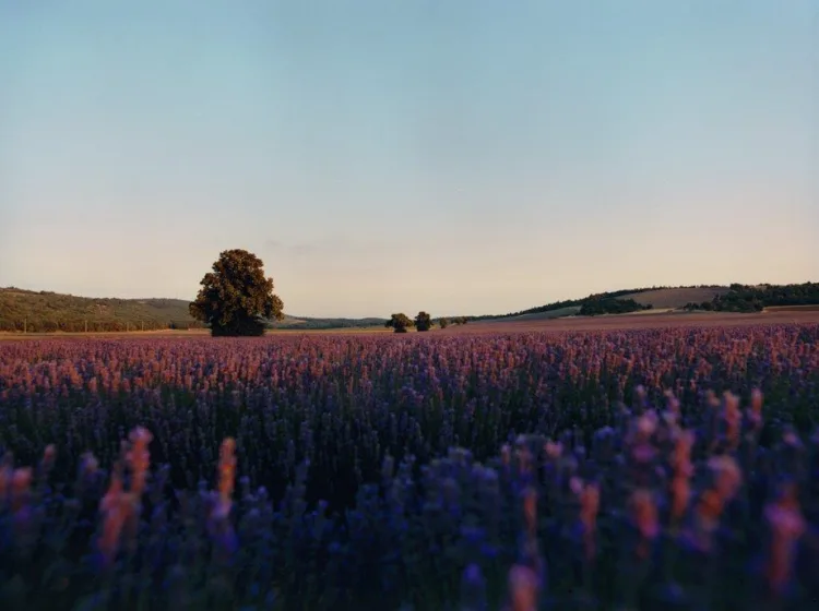 LOccitane-en-Provence-Campaign-Banner